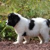 Chiot Landseer Faun et Combo z laderova